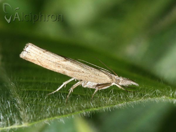 Pediasia contaminella