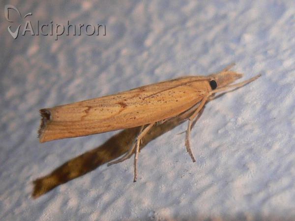 Pediasia contaminella
