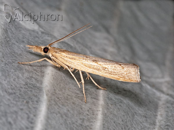 Pediasia contaminella