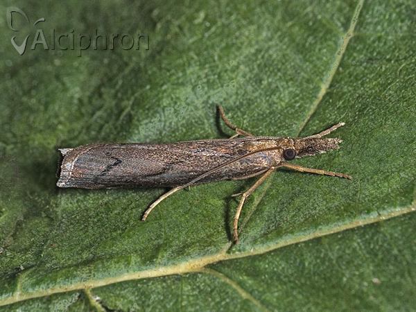 Pediasia contaminella