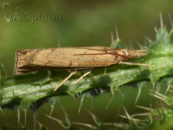 Pediasia contaminella