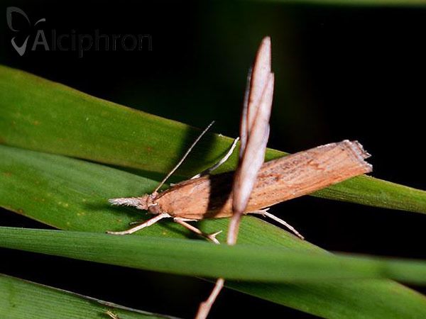 Pediasia contaminella