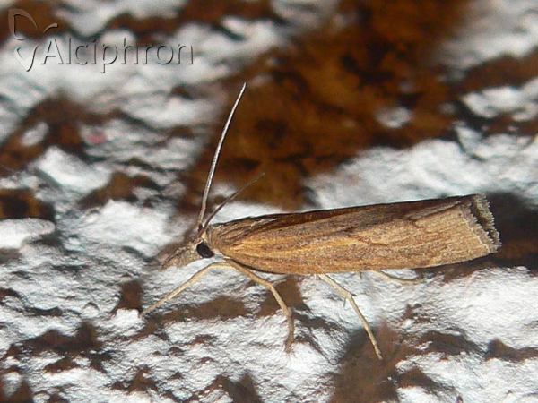 Pediasia contaminella