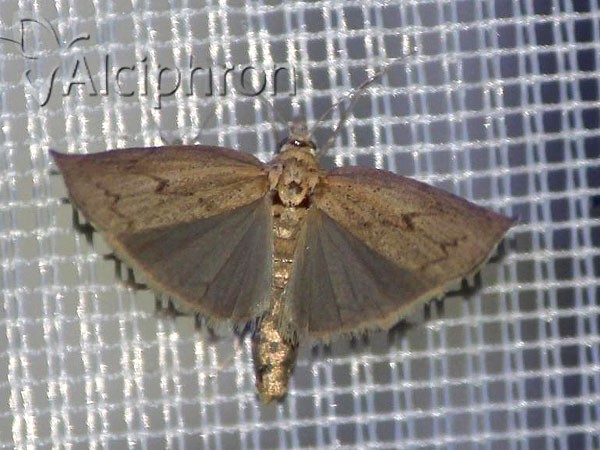 Pediasia contaminella