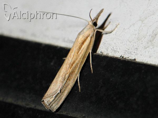 Pediasia aridella