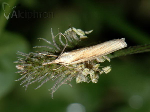 Pediasia aridella