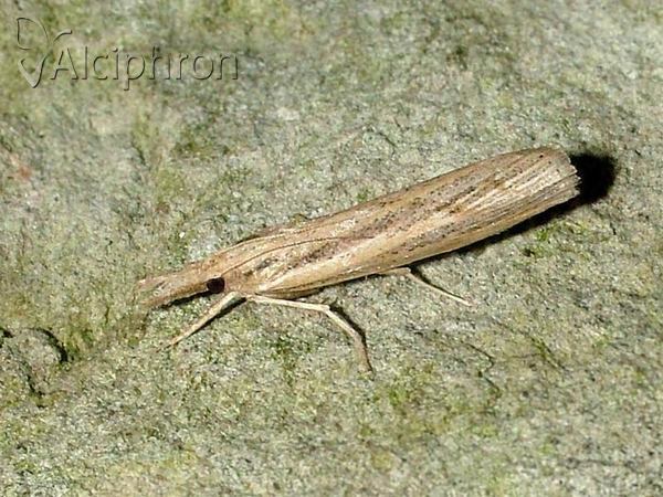 Pediasia aridella