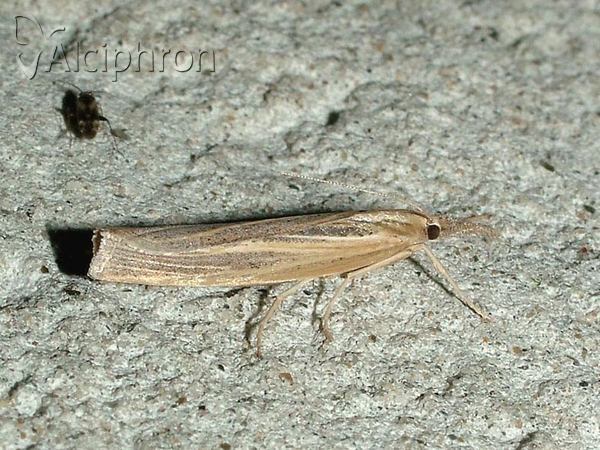 Pediasia aridella