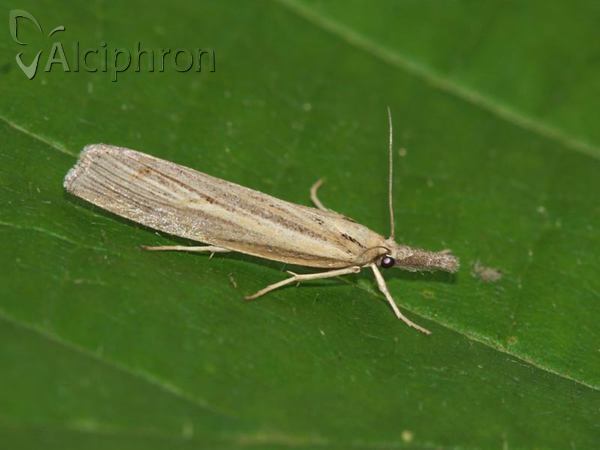 Pediasia aridella