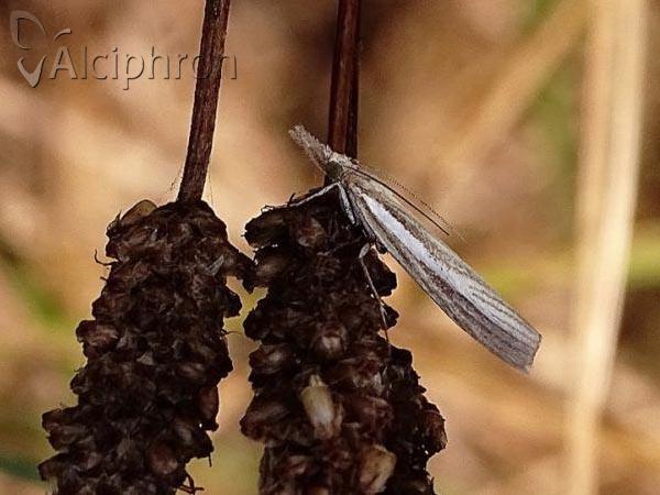 Pediasia aridella
