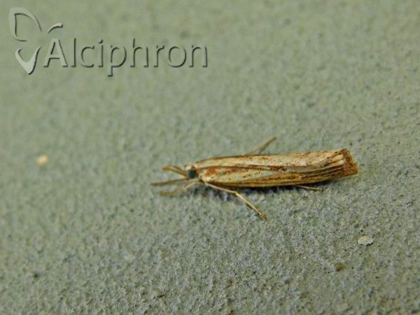 Pediasia aridella