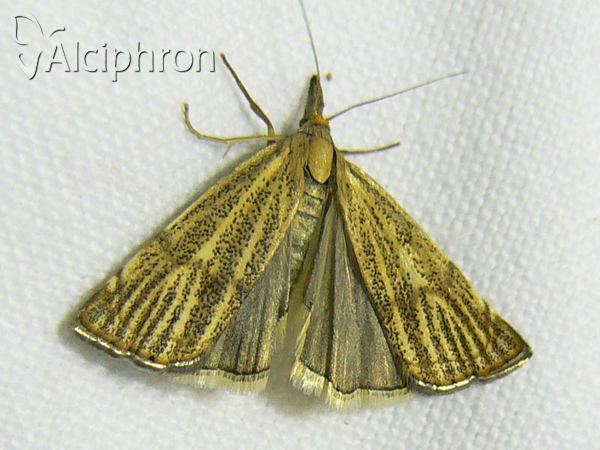 Thisanotia chrysonuchella