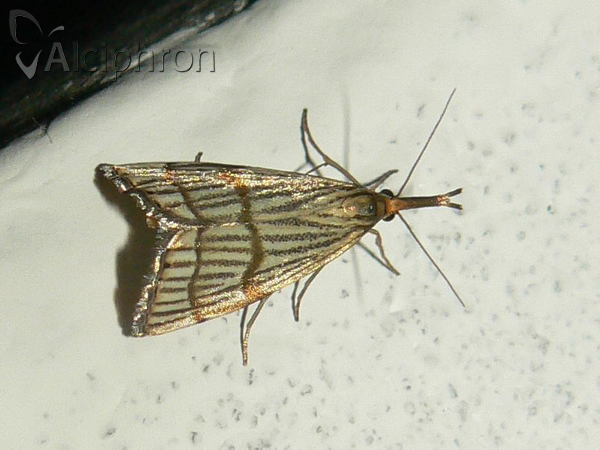 Chrysocrambus linetella