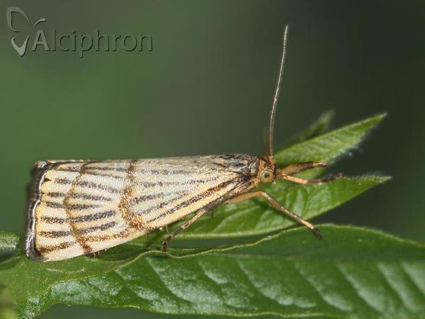 Chrysocrambus linetella
