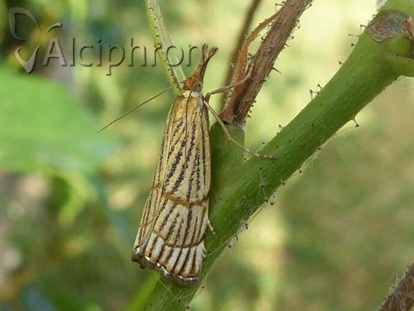 Chrysocrambus linetella