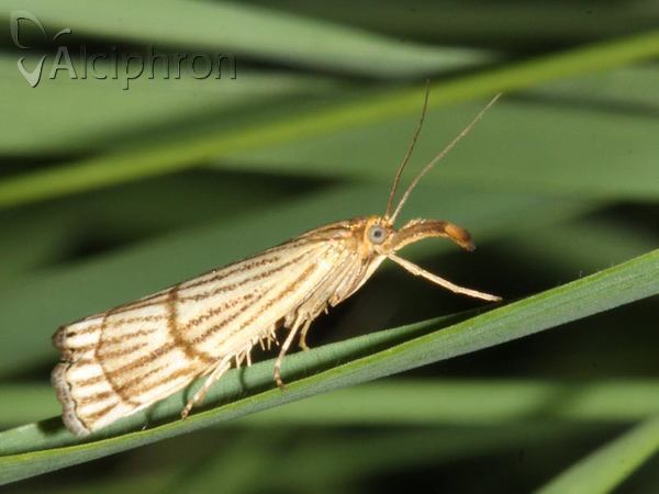 Chrysocrambus linetella