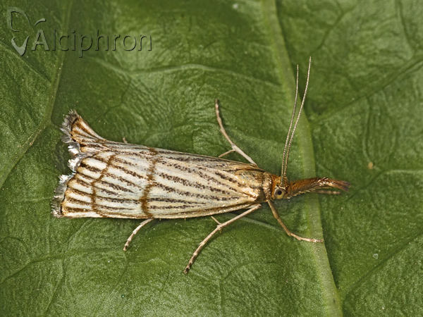 Chrysocrambus linetella