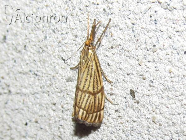Chrysocrambus linetella