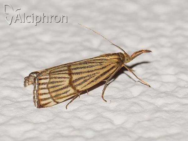 Chrysocrambus linetella