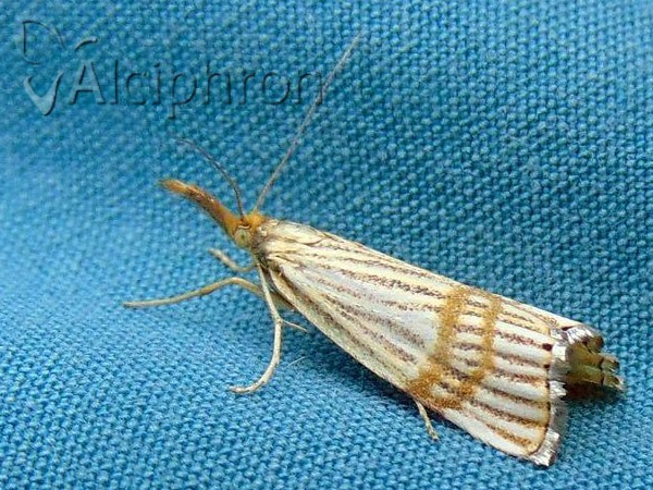 Chrysocrambus linetella
