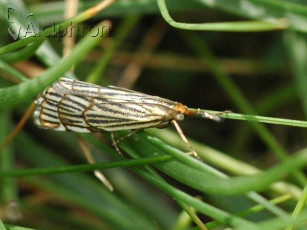 Chrysocrambus craterella