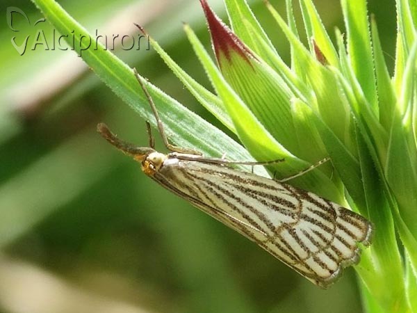 Chrysocrambus craterella