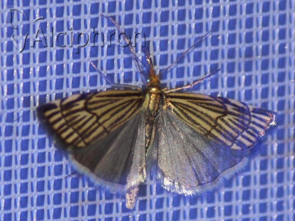 Chrysocrambus craterella