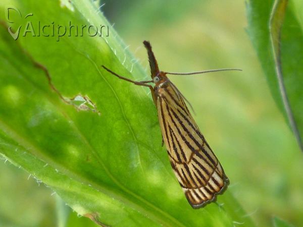 Chrysocrambus craterella