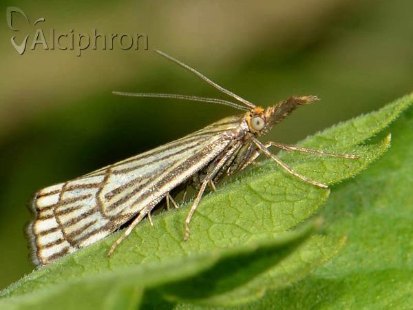 Chrysocrambus craterella