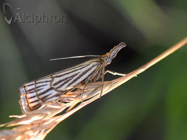 Chrysocrambus craterella