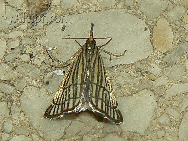 Chrysocrambus craterella