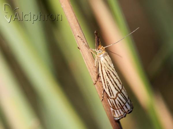 Chrysocrambus craterella