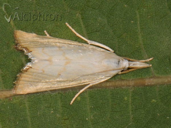 Xanthocrambus saxonellus