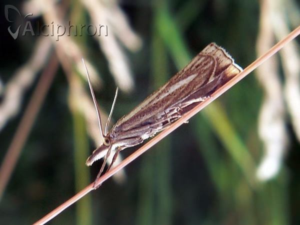 Xanthocrambus lucellus