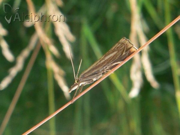 Xanthocrambus lucellus