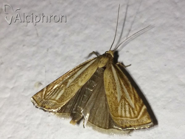 Xanthocrambus lucellus
