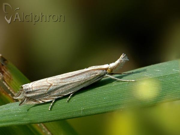 Metacrambus carectellus
