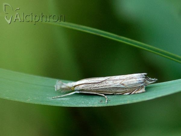 Metacrambus carectellus