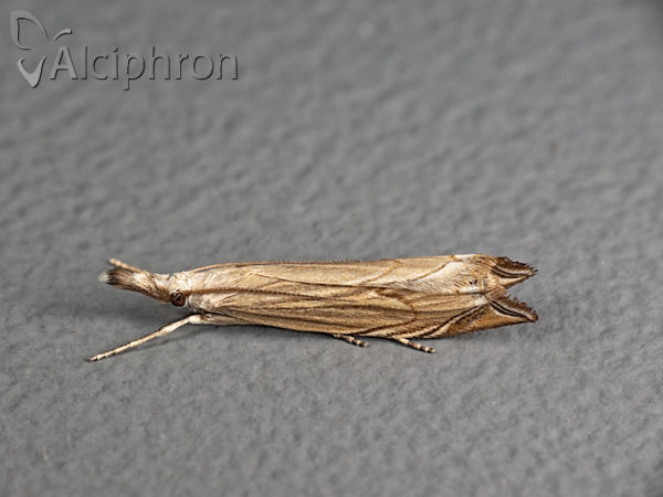 Metacrambus carectellus