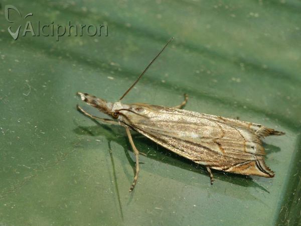 Metacrambus carectellus