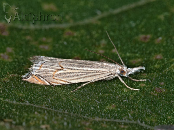 Metacrambus carectellus