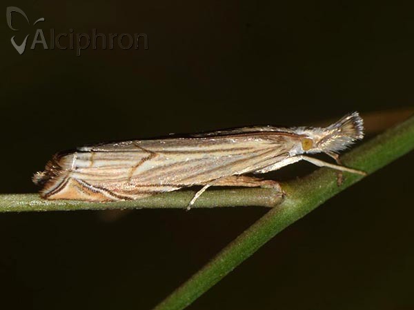 Metacrambus carectellus