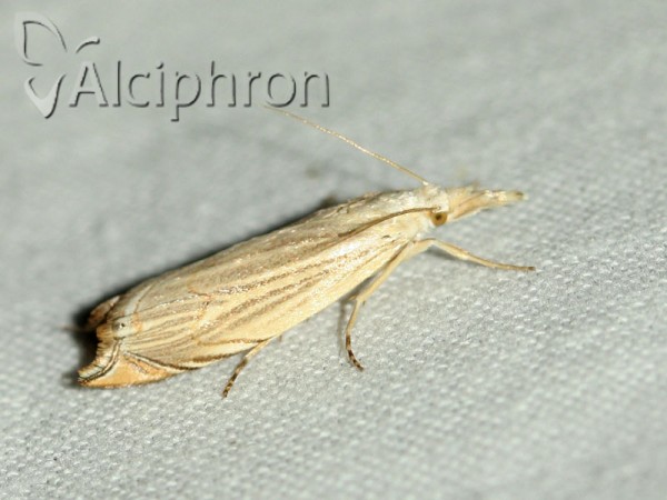 Metacrambus carectellus