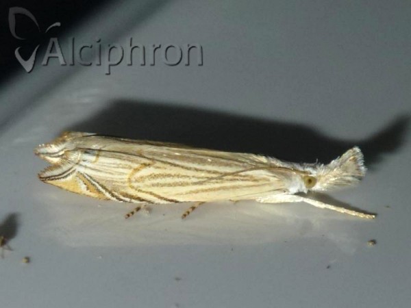 Metacrambus carectellus