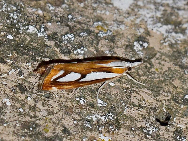 Catoptria permutatellus