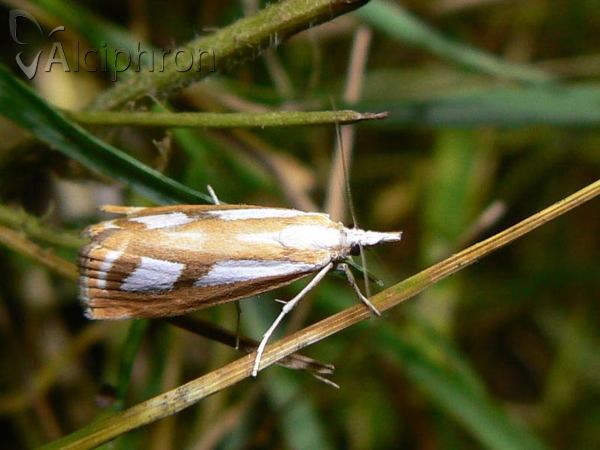 Catoptria permutatellus