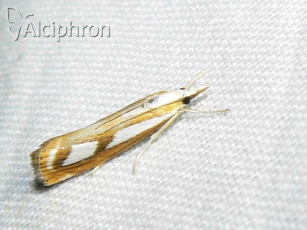 Catoptria permutatellus