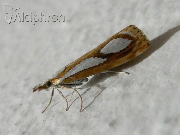 Catoptria permutatellus