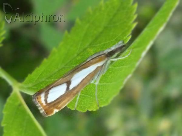 Catoptria permutatellus