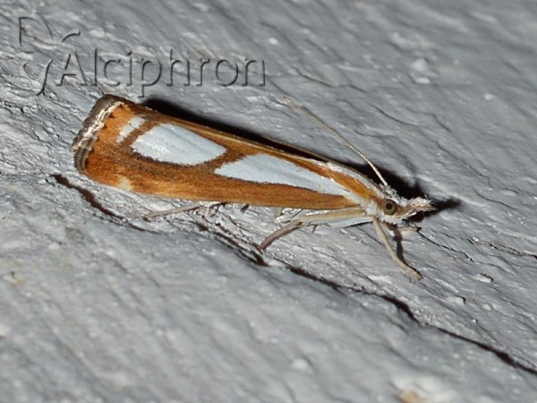 Catoptria permutatellus